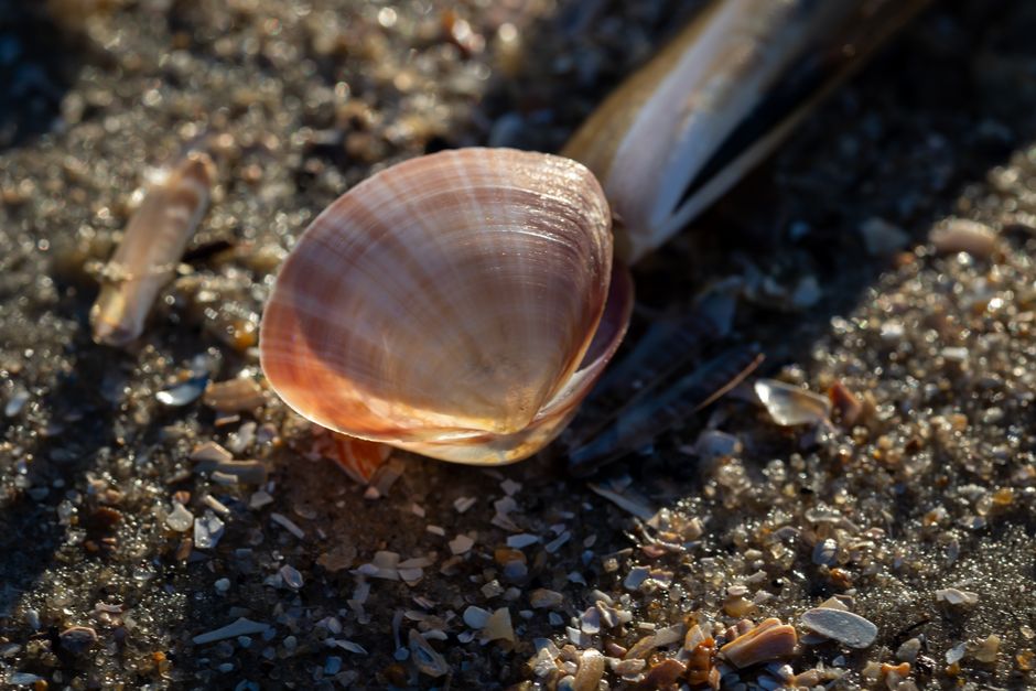 Shell Photography at sunrise — travel · Beach Vacations