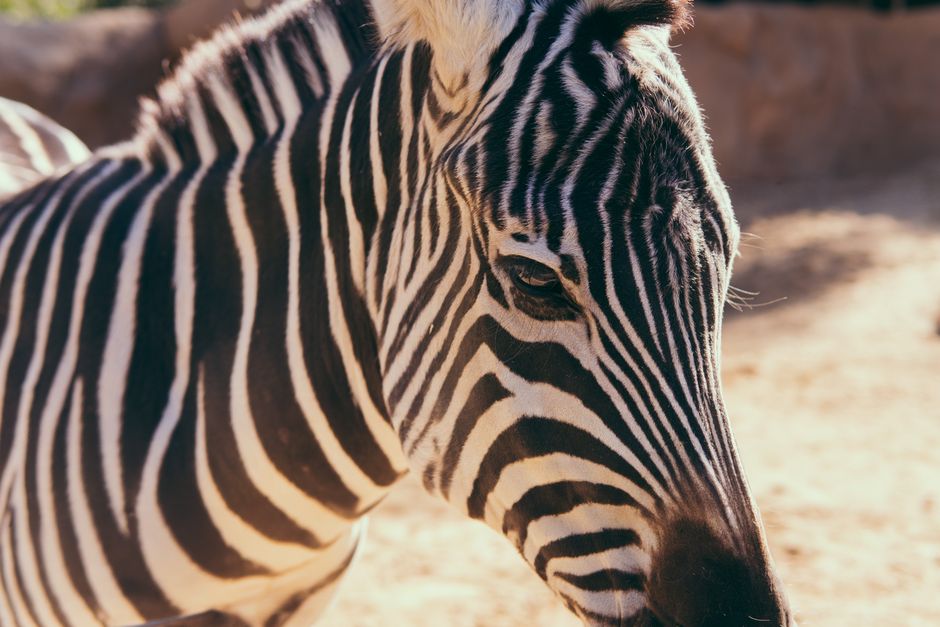 Zoo Morning with a scenic detour — travel · Family Travel