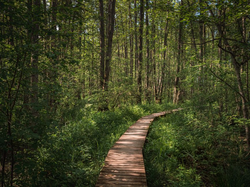 Forest Boardwalk with a body-scan moment — wellness · Walking & Outdoor