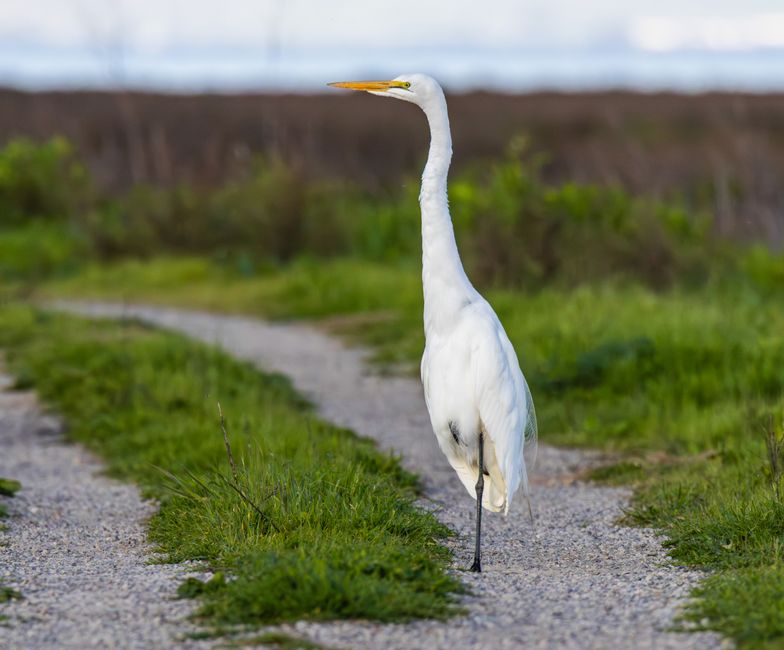 Birdwatching Walk when you need a social reset — lifestyle · Hobbies