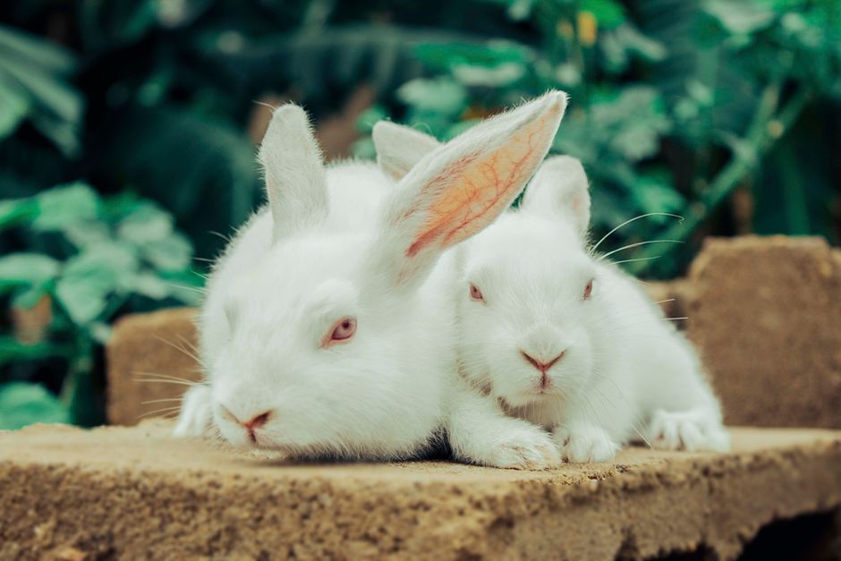 Bunny-tracks path