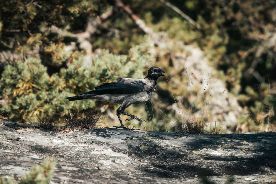 22 Birdwatching Walk ideas for learning a new technique