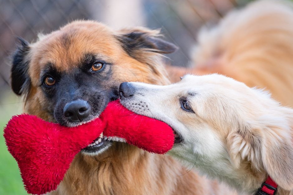 Pet-Play Break during a midday reset — wellness · Feel-Good Activities