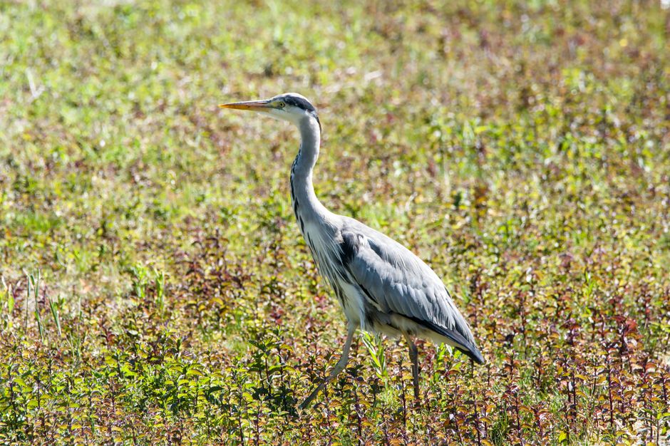 Birdwatching Walk with a playful challenge — lifestyle · Hobbies