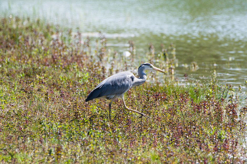 Birdwatching Walk for a calmer Sunday — lifestyle · Hobbies