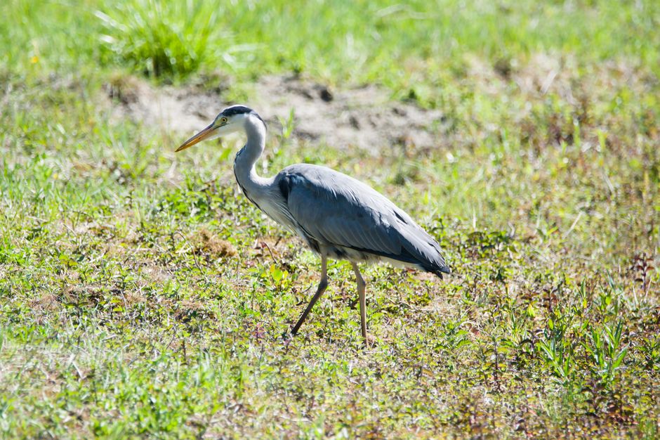 Birdwatching Walk for a no-spend day — lifestyle · Hobbies