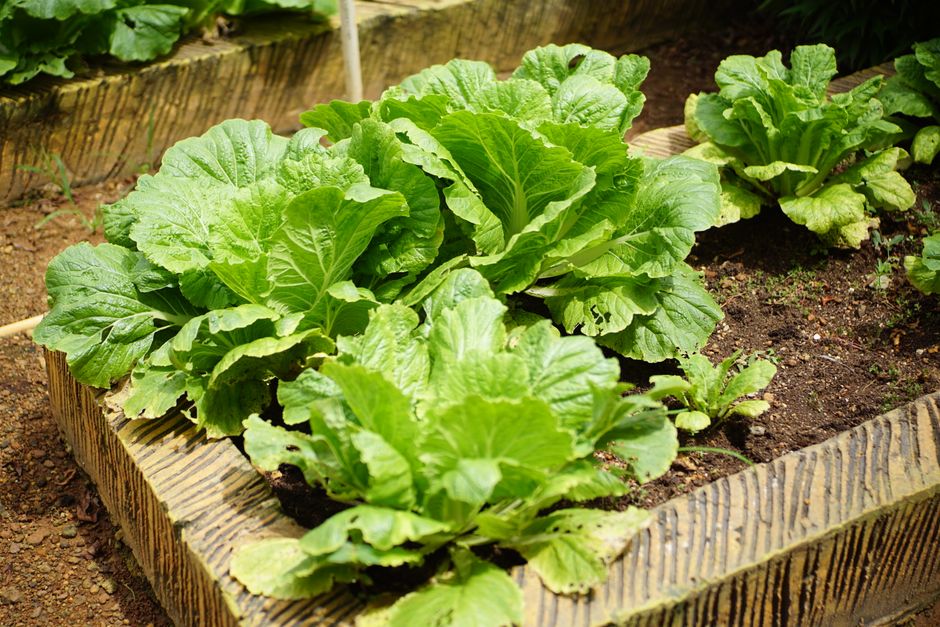 30 Raised Bed ideas