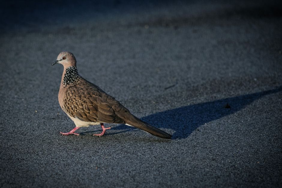 Birdwatching Walk with a creative companion — lifestyle · Hobbies