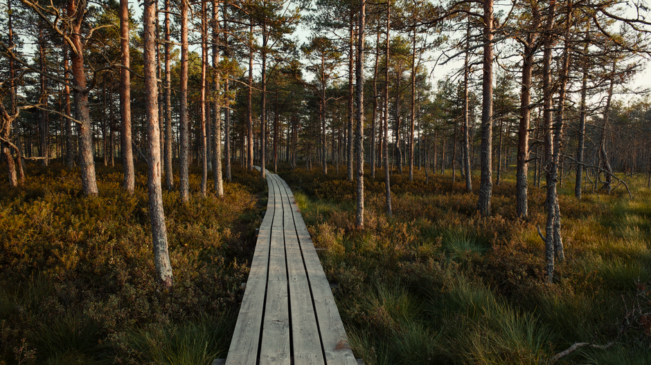 Forest Boardwalk with a screen-free ritual — wellness · Walking & Outdoor