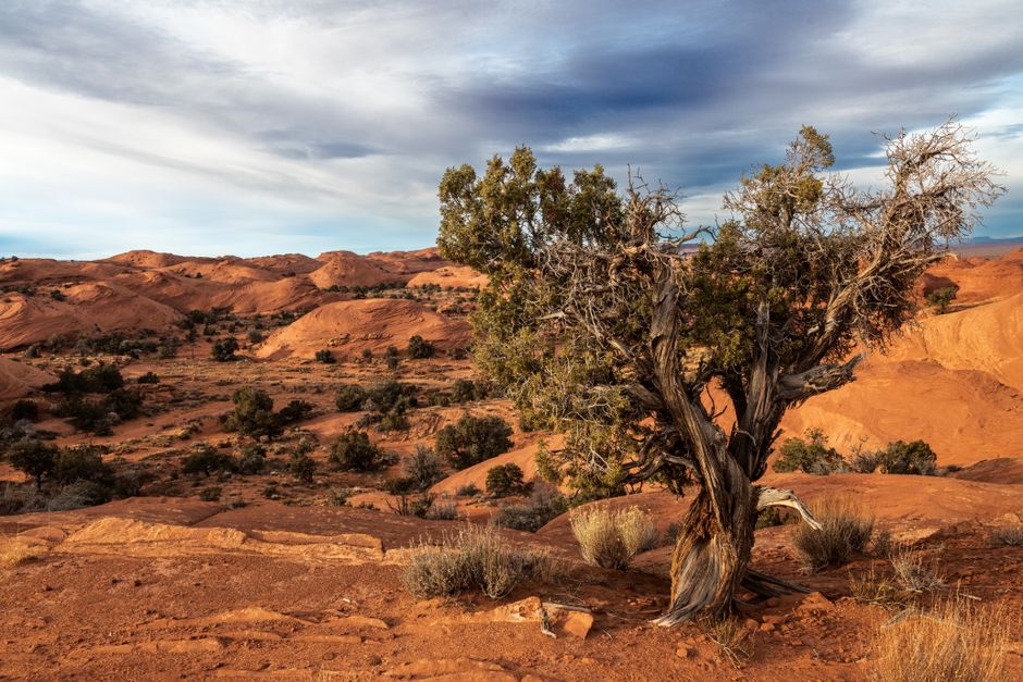 Juniper Overlook near a public trail — travel · National Parks