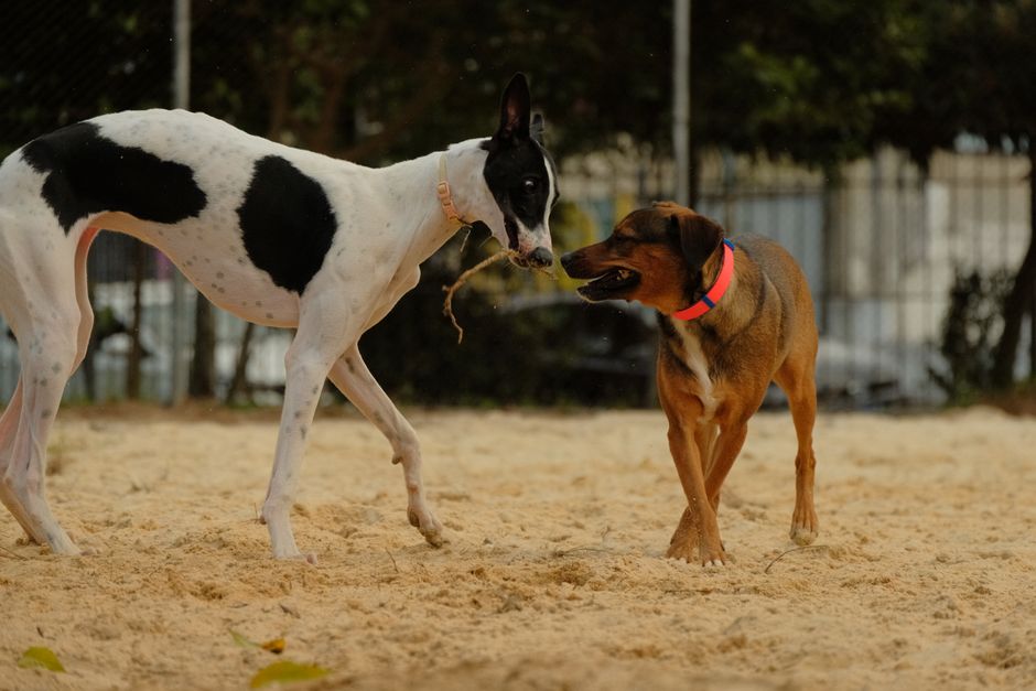 Pet-Play Break after travel after travel — wellness · Feel-Good Activities
