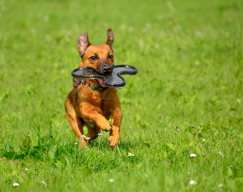 Pet-Play Break with a nature break — wellness · Feel-Good Activities