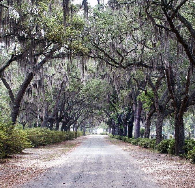 Savannah Squares for a solo afternoon — travel · USA Travel