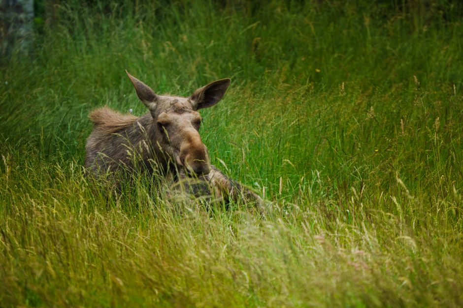 Wildlife Viewing Pullout for a photo-focused outing — travel · National Parks