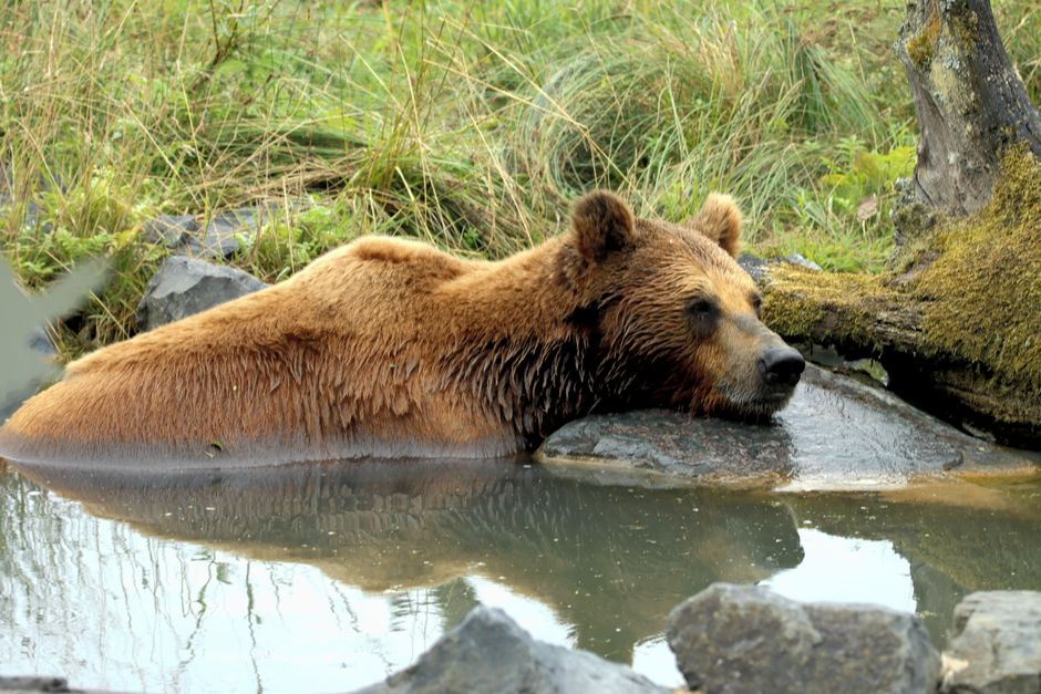 Wildlife Viewing Pullout with a scenic detour — travel · National Parks