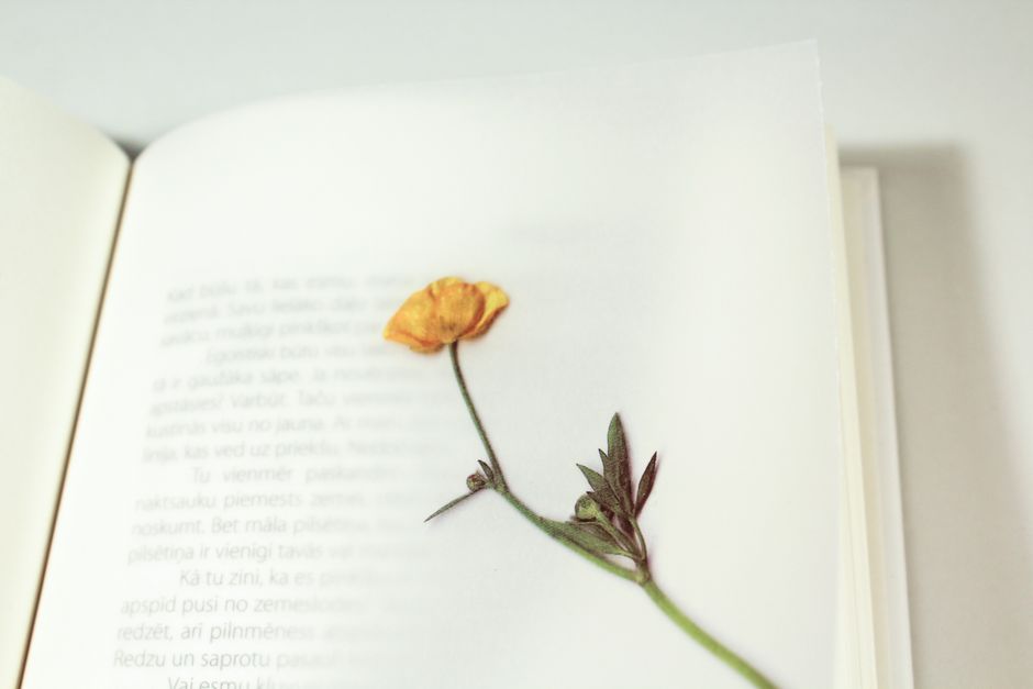 Pressed-Flower Frame from recycled paper — diy-creativity · DIY Gifts