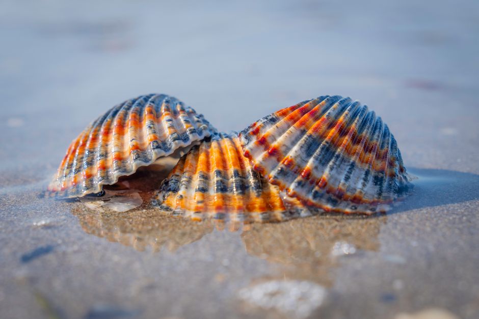 Beach Treasure Walk with a sunset picnic — travel · Family Travel