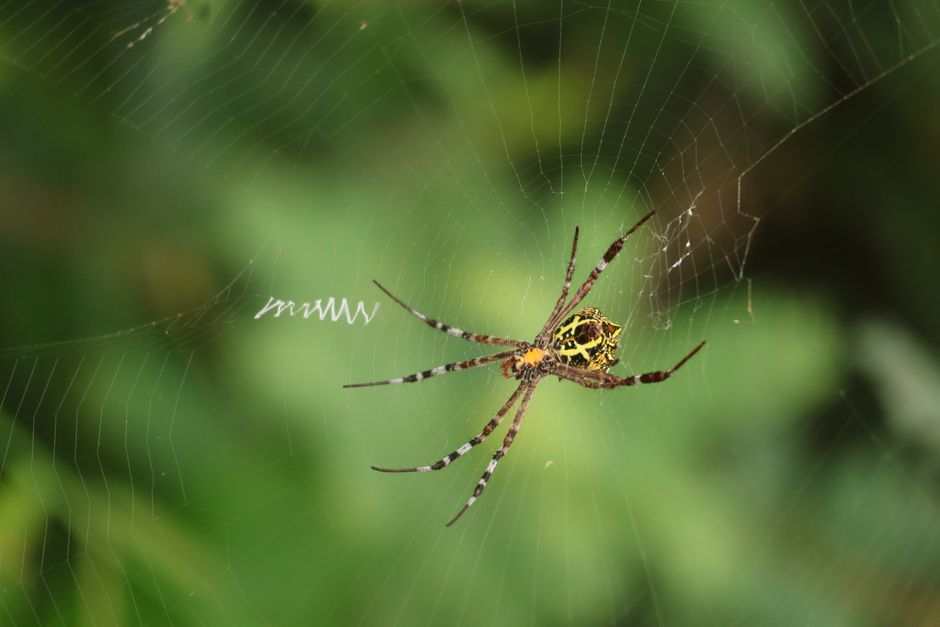 Backyard Nature Hunt around a themed menu — entertainment · Family Fun