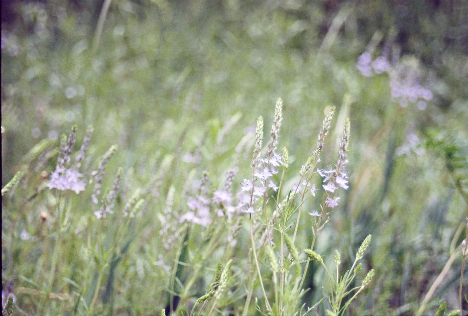 Meadow Wildflowers for families with mixed ages — travel · National Parks