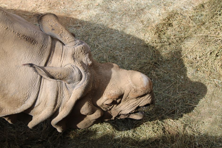 Zoo Morning with a quiet neighborhood stop — travel · Family Travel