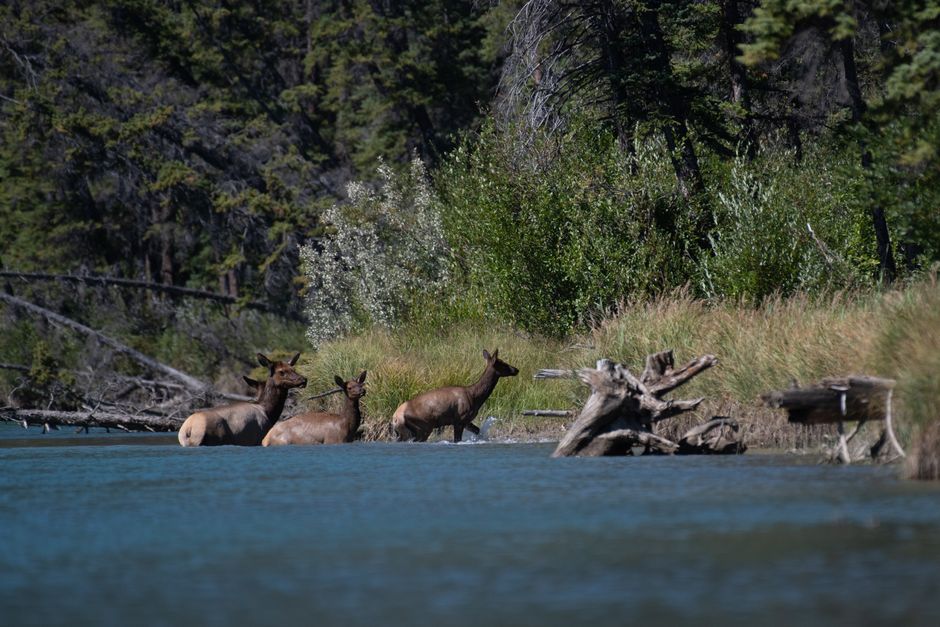 Wildlife Viewing Pullout with a flexible return route — travel · National Parks