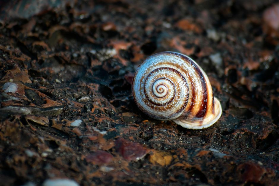 Shell Photography around a waterfront walk — travel · Beach Vacations