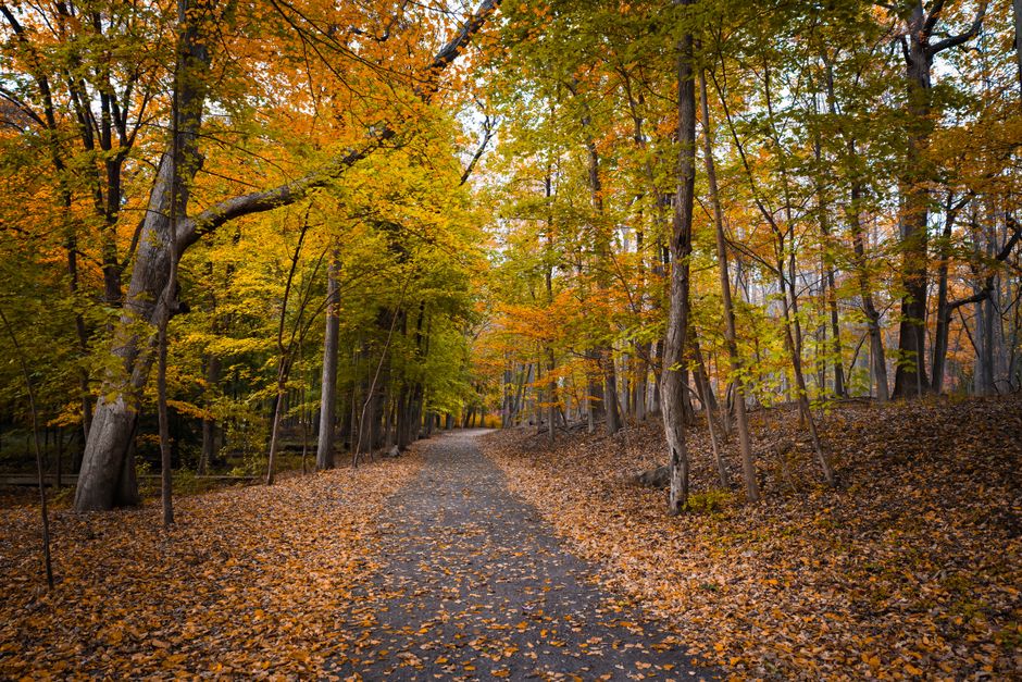 Park Loop with a body-scan moment — wellness · Walking & Outdoor