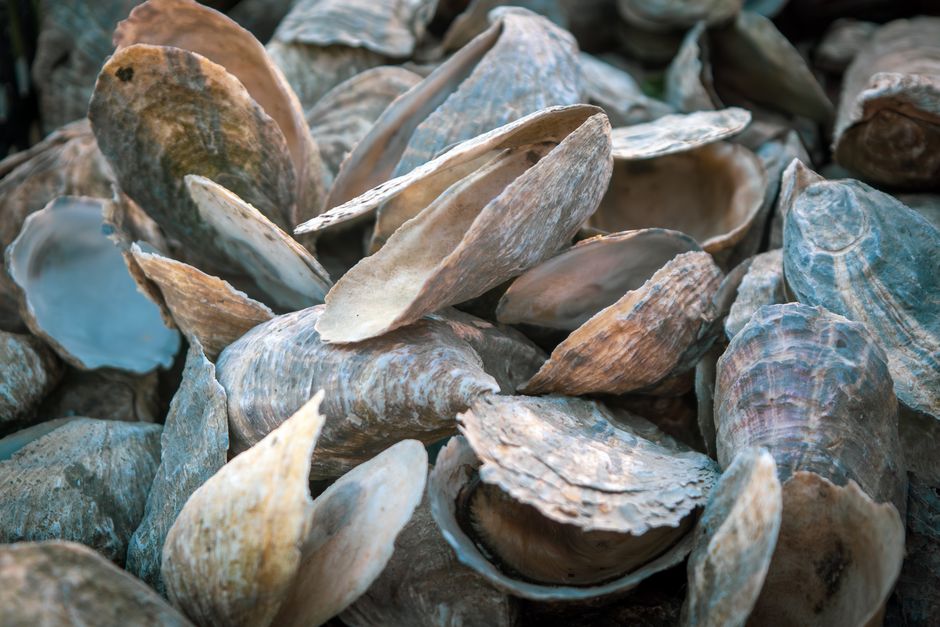 Shell Photography for travelers avoiding crowds — travel · Beach Vacations