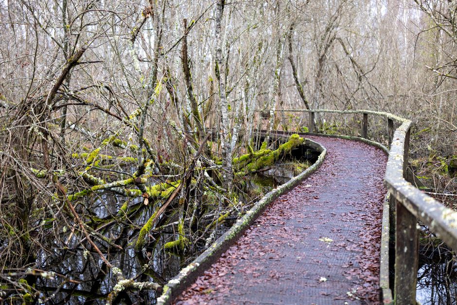 Forest Boardwalk during a quiet evening — wellness · Walking & Outdoor