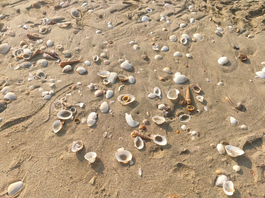 Shell Photography for a photo-focused outing — travel · Beach Vacations