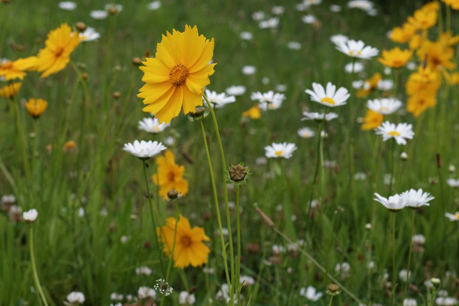 24 Meadow Wildflowers ideas for travelers who hate rushing
