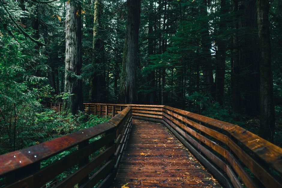 21 Forest Boardwalk ideas when the usual routine feels boring