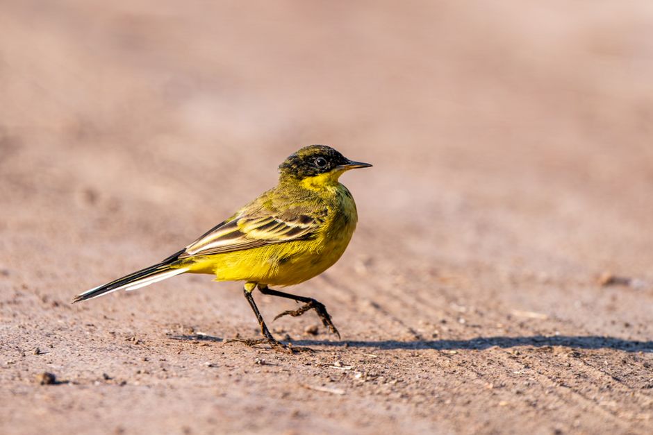 Birdwatching Walk for a solo afternoon — lifestyle · Hobbies