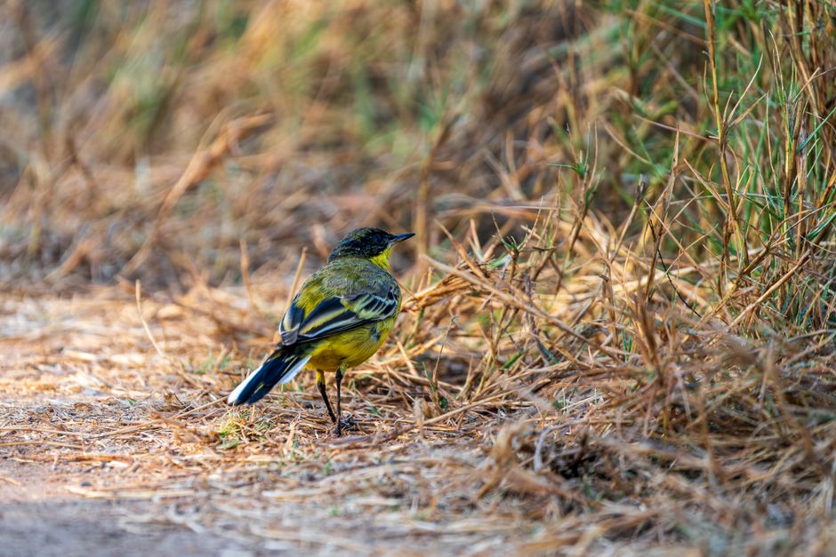 Birdwatching Walk when you want to try something new — lifestyle · Hobbies