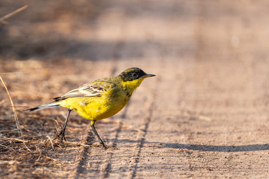 Birdwatching Walk for a weekend reset — lifestyle · Hobbies