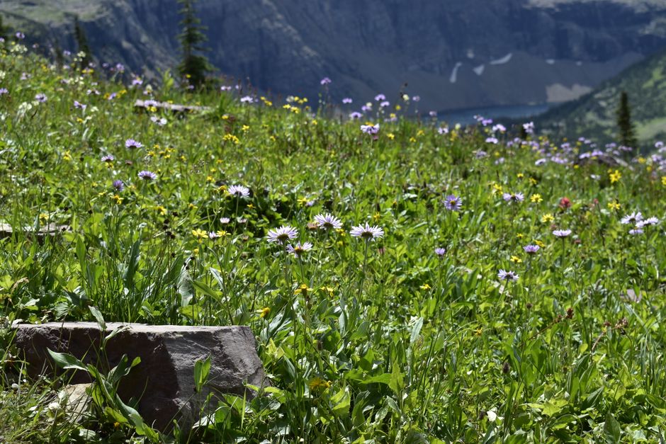 Meadow Wildflowers near a hidden garden — travel · National Parks