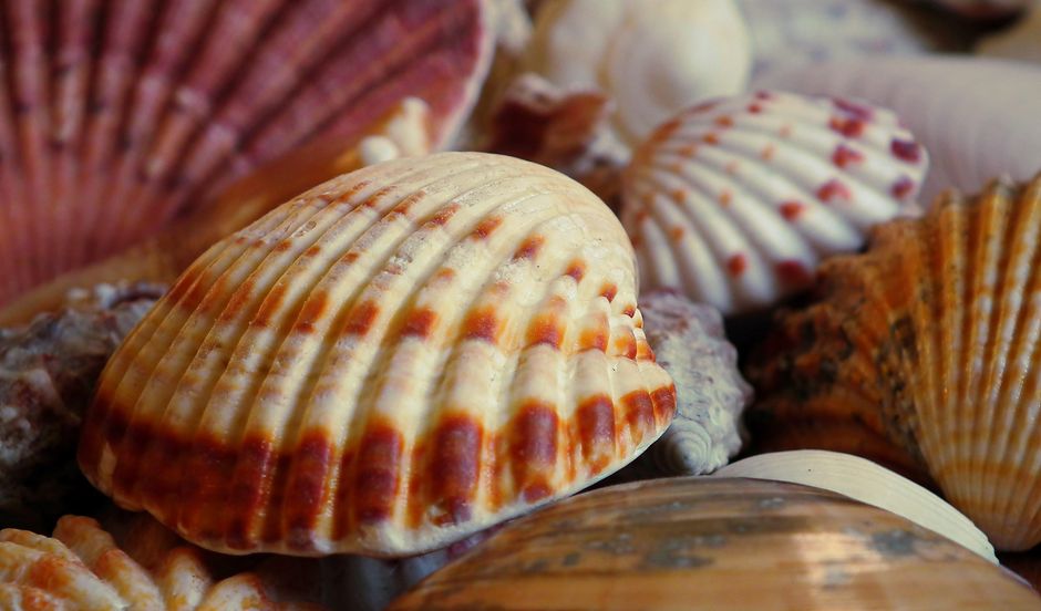 Shell Photography with a quiet neighborhood stop — travel · Beach Vacations