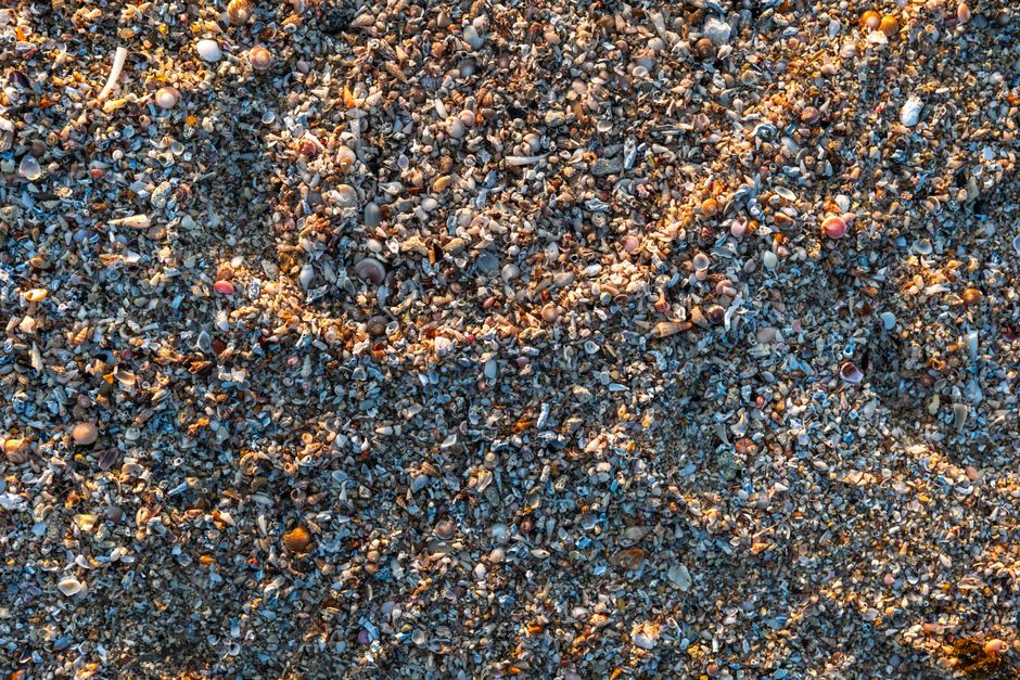 21 Shell Photography ideas for outdoor lovers