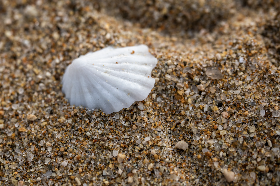 Shell Photography with a photo-friendly pause — travel · Beach Vacations
