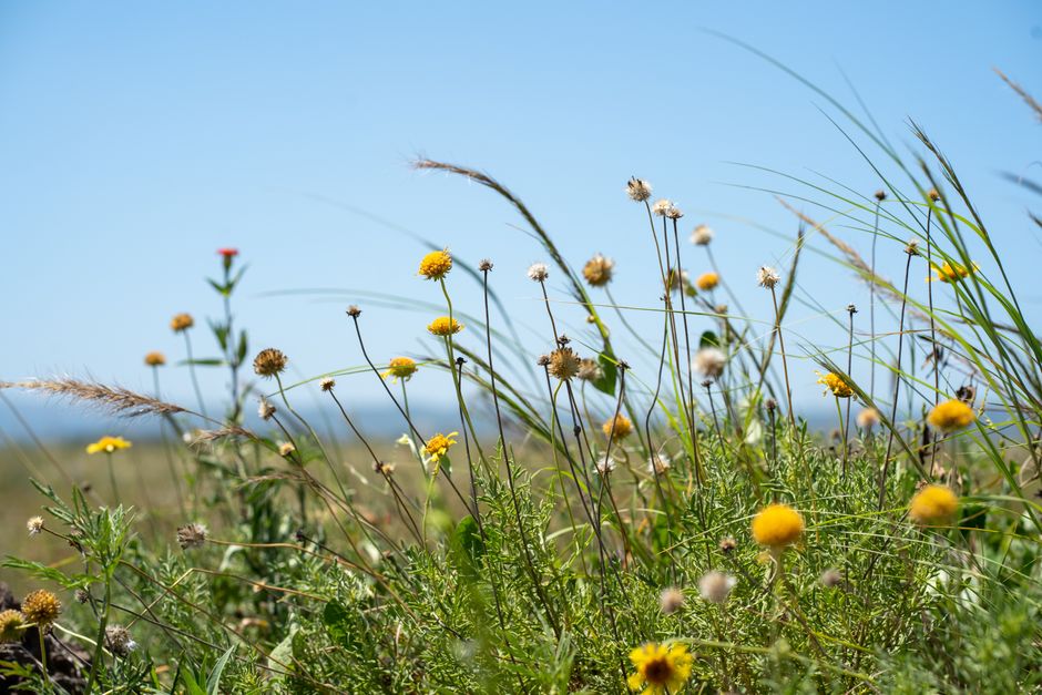 Meadow Wildflowers for a low-stress road day — travel · National Parks