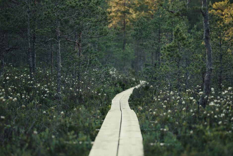 Forest Boardwalk during a workday lull — wellness · Walking & Outdoor