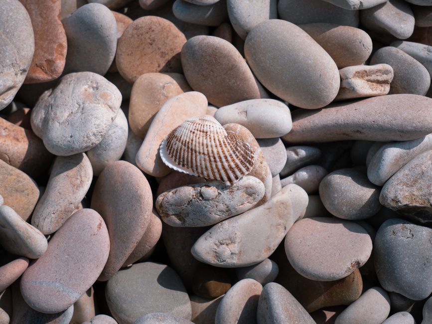 Shell Photography around a memorable ferry ride — travel · Beach Vacations