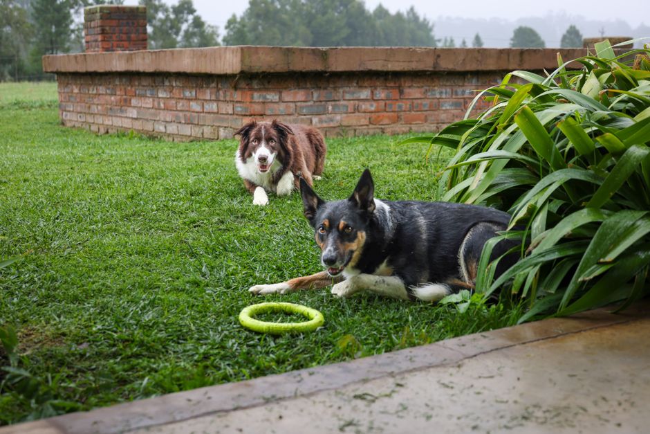 Pet-Play Break with a hydration cue — wellness · Feel-Good Activities