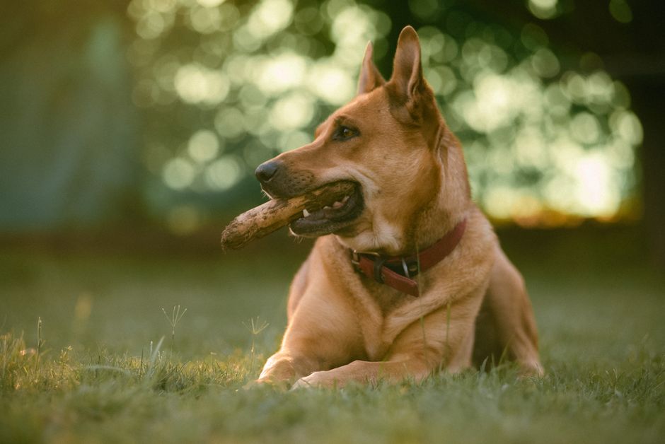 Pet-Play Break with a body-scan moment — wellness · Feel-Good Activities