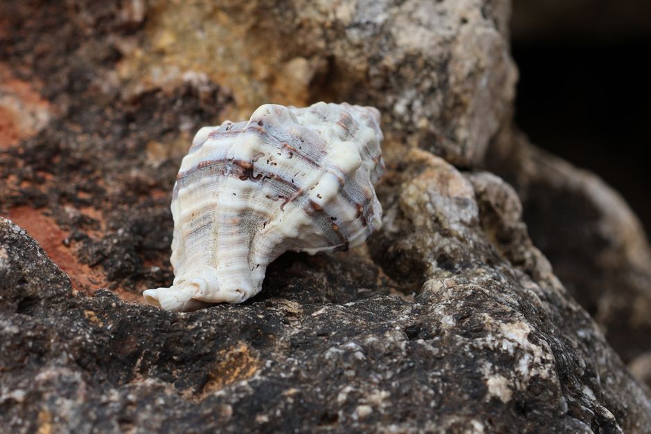 Shell Photography with a sunset finish — travel · Beach Vacations
