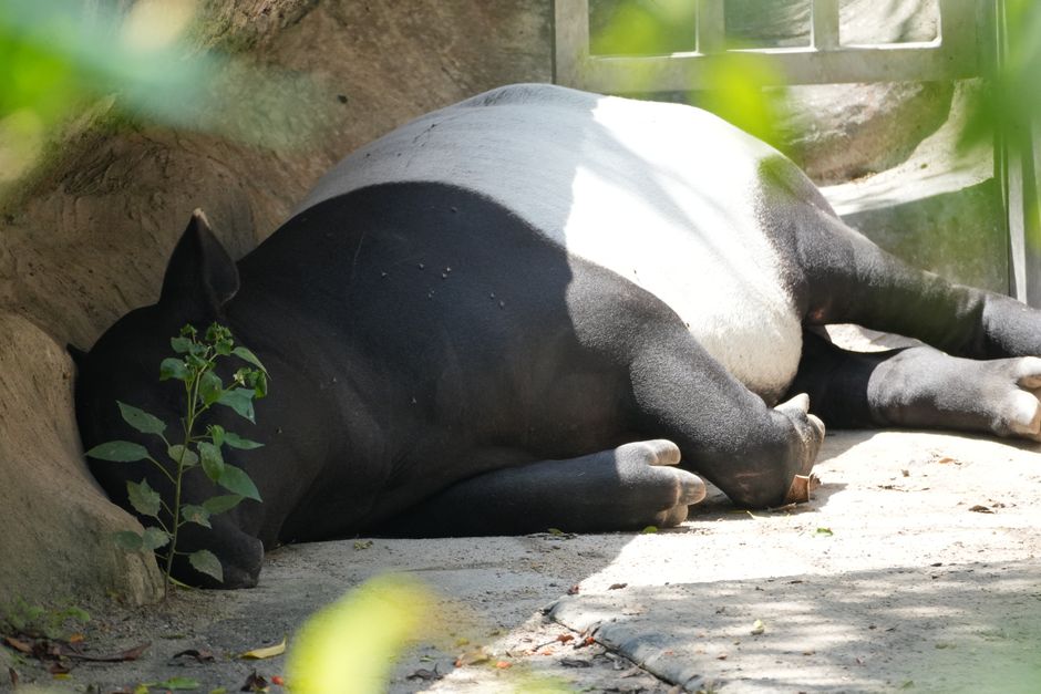 Zoo Morning around a memorable local meal — travel · Family Travel