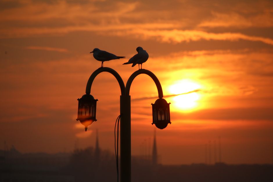 Golden-Hour Silhouette for a beginner maker — diy-creativity · Photography