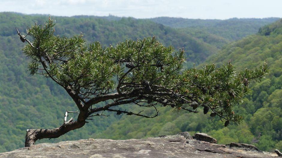 Juniper Overlook for a flexible itinerary — travel · National Parks