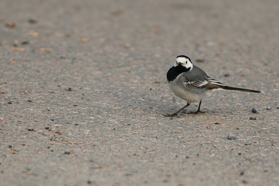 22 Birdwatching Walk ideas for learning a new technique