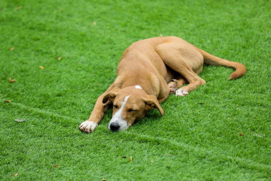Pet-Play Break for better evening energy — wellness · Feel-Good Activities